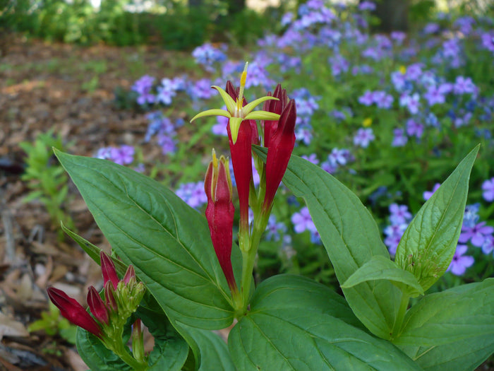 Indian Pink   5 Seeds   Spigelia marilandica