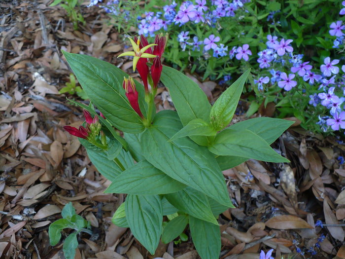 Indian Pink   5 Seeds   Spigelia marilandica