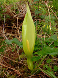 Italian Arum Arum italicum 20 Seeds