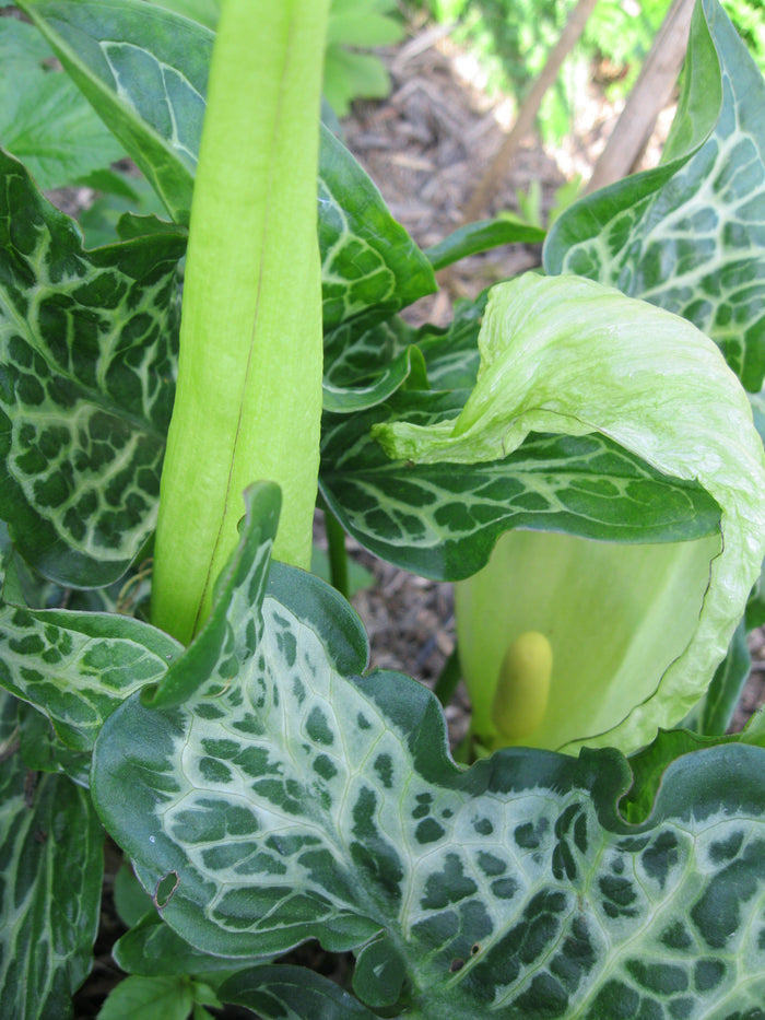 Italian Arum Arum italicum 20 Seeds