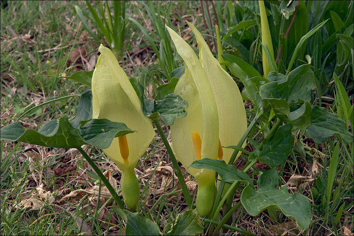 Italian Arum Arum italicum 20 Seeds