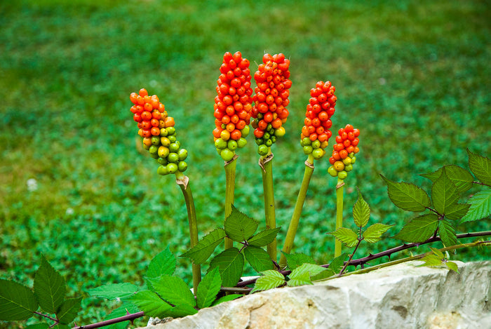 Italian Arum Arum italicum 20 Seeds