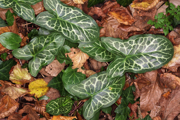 Italian Arum Arum italicum 20 Seeds