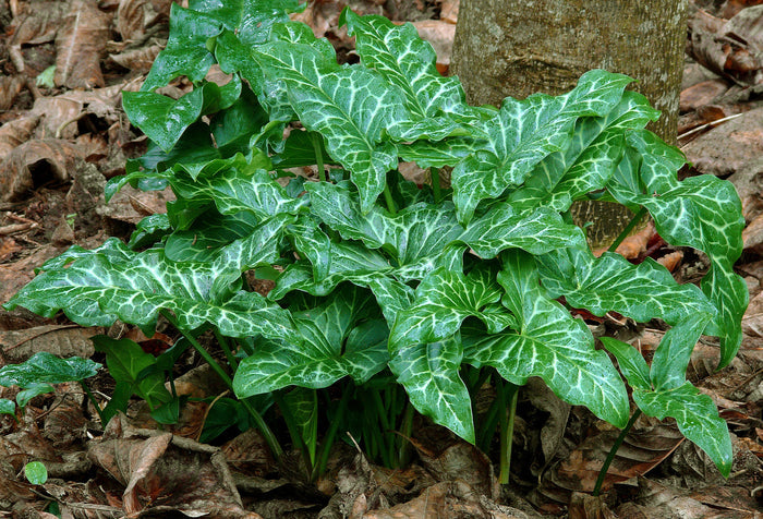 Italian Arum Arum italicum 20 Seeds