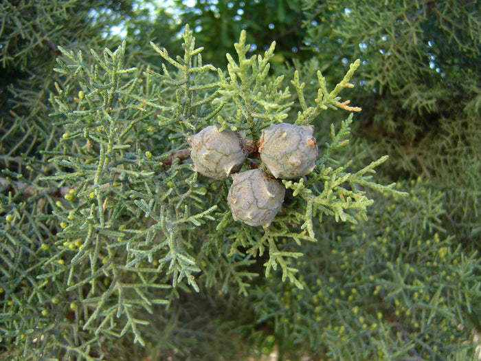 Italian Cypress cones for Crafts 10 Cones Cupressus sempervirens