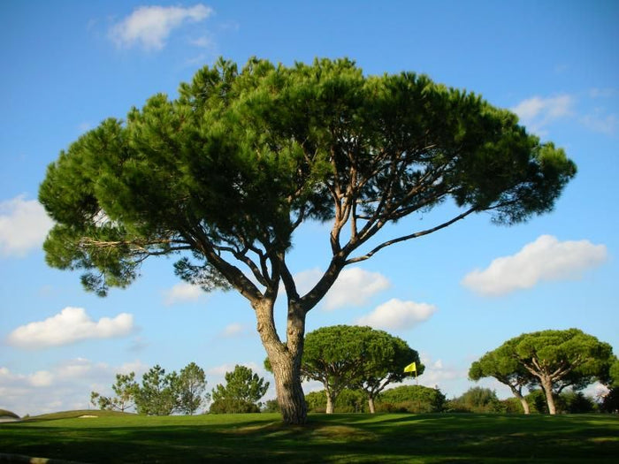 Italian Stone Pine Pinus pinea 10 Seeds