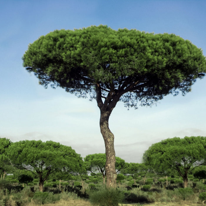 Italian Stone Pine Pinus pinea 10 Seeds