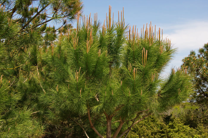 Italian Stone Pine Pinus pinea 10 Seeds