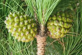Italian Stone Pine Pinus pinea 10 Seeds