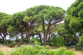 Italian Stone Pine Pinus pinea 10 Seeds