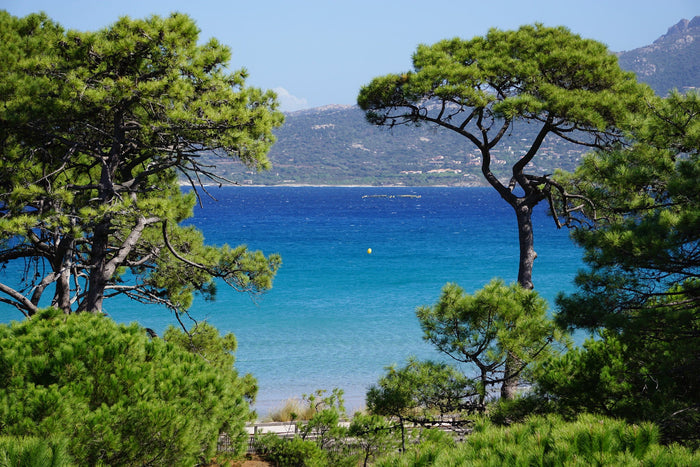 Italian Stone Pine Pinus pinea 10 Seeds