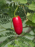 Ivy Gourd   20 Seeds   Scarlet Gourd   Coccinia grandis