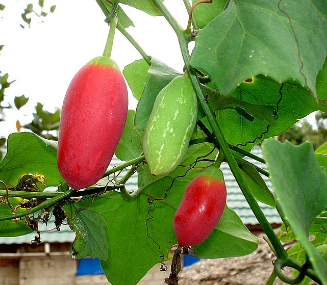 Ivy Gourd   20 Seeds   Scarlet Gourd   Coccinia grandis