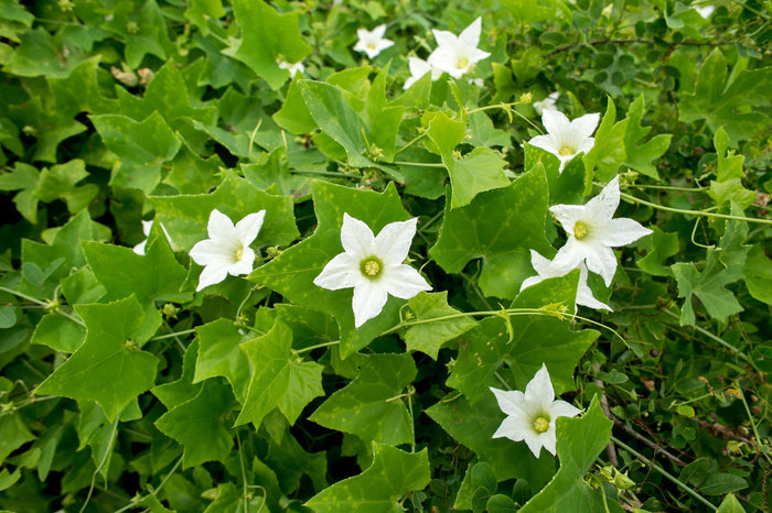 Ivy Gourd   20 Seeds   Scarlet Gourd   Coccinia grandis