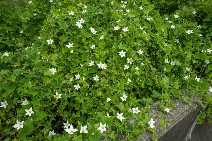 Ivy Gourd   20 Seeds   Scarlet Gourd   Coccinia grandis