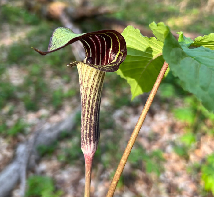 Jack in the Pulpit Arisaema triphyllum 10 Seeds