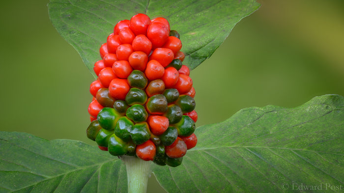 Jack in the Pulpit Arisaema triphyllum 10 Seeds