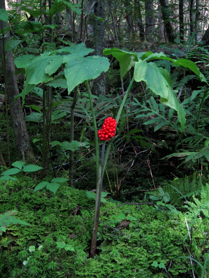 Jack in the Pulpit Arisaema triphyllum 10 Seeds