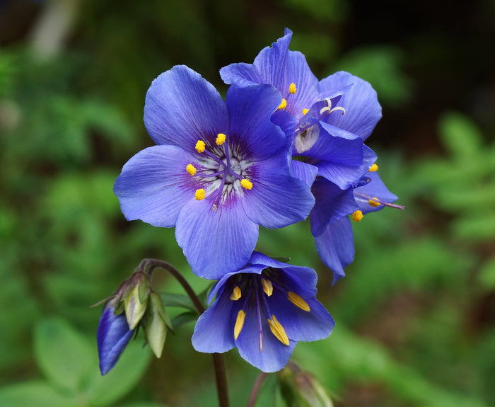 Jacob's Ladder Polemonium caerulum 20 Seeds