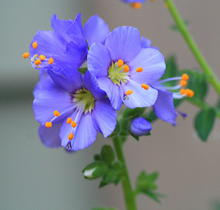 Jacob's Ladder Polemonium caerulum 20 Seeds