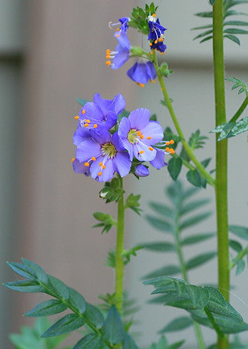 Jacob's Ladder Polemonium caerulum 20 Seeds