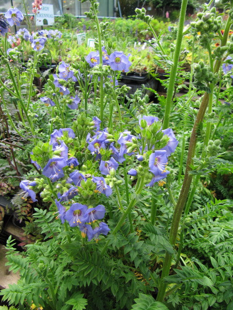 Jacob's Ladder Polemonium caerulum 20 Seeds