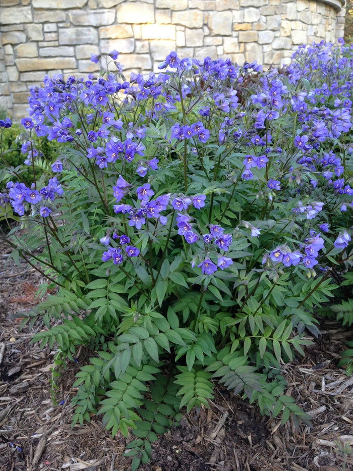 Jacob's Ladder Polemonium caerulum 20 Seeds