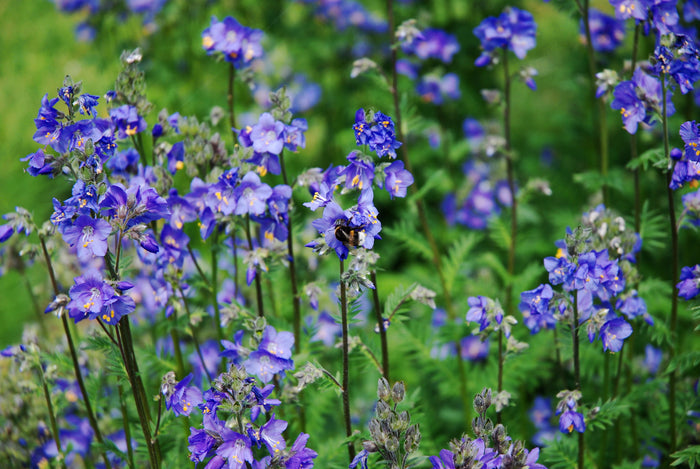 Jacob's Ladder Polemonium caerulum 20 Seeds
