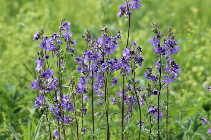 Jacob's Ladder Polemonium caerulum 20 Seeds