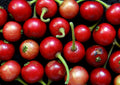 Jamaican Cherry   100 Seeds   Muntingia calabura