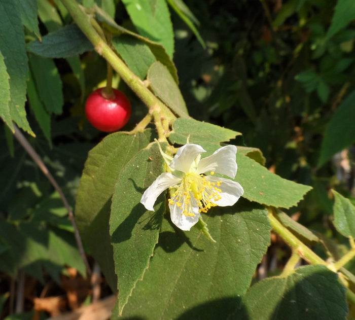 Jamaican Cherry   100 Seeds   Muntingia calabura