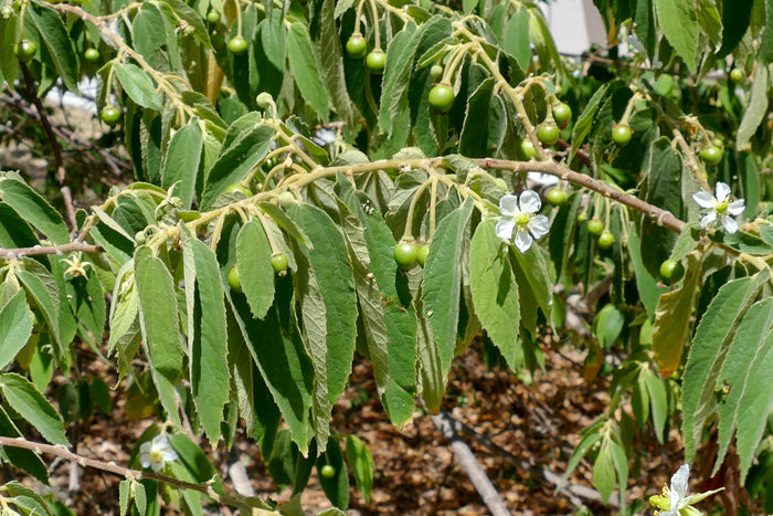 Jamaican Cherry   100 Seeds   Muntingia calabura