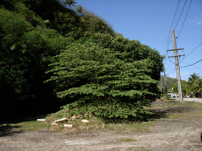 Jamaican Cherry   100 Seeds   Muntingia calabura