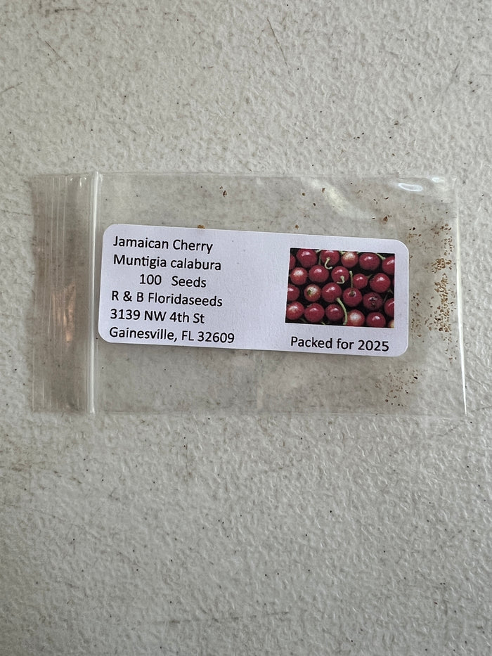 Jamaican Cherry   100 Seeds   Muntingia calabura