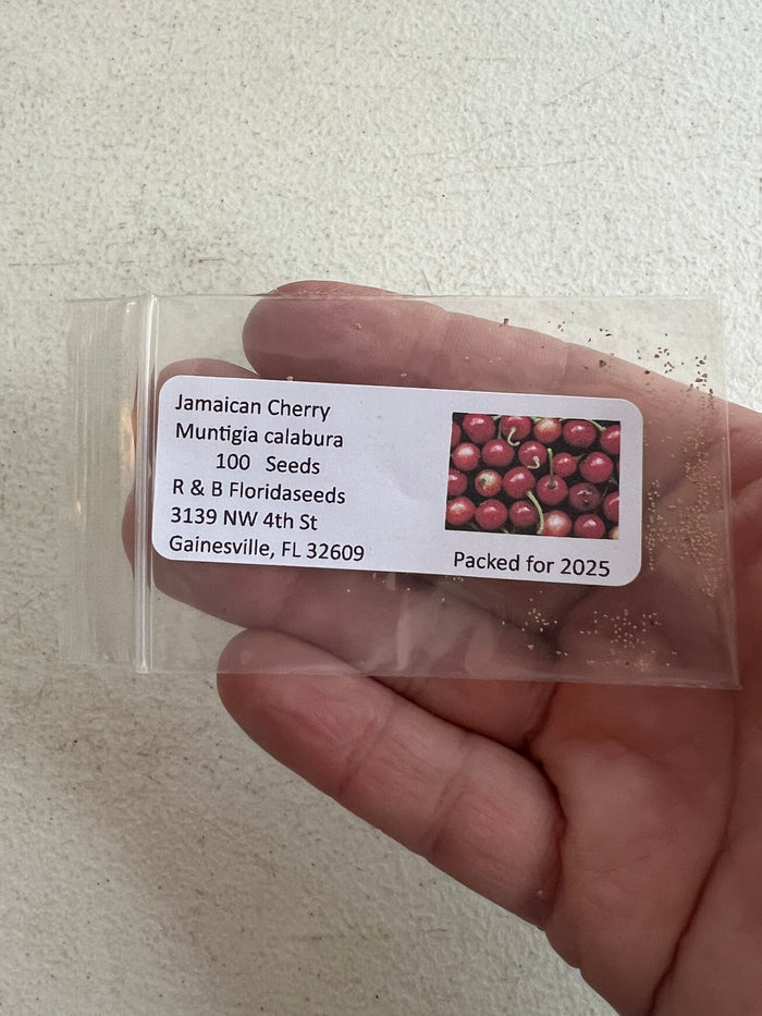 Jamaican Cherry   100 Seeds   Muntingia calabura