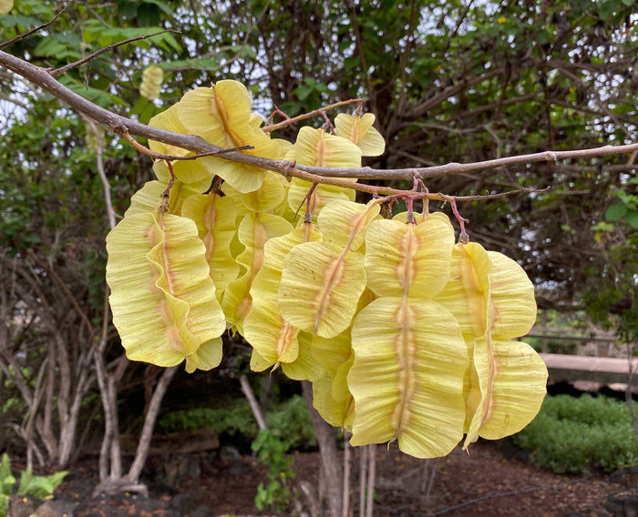 Jamaican Dogwood  20 Seeds  Piscidia piscipula