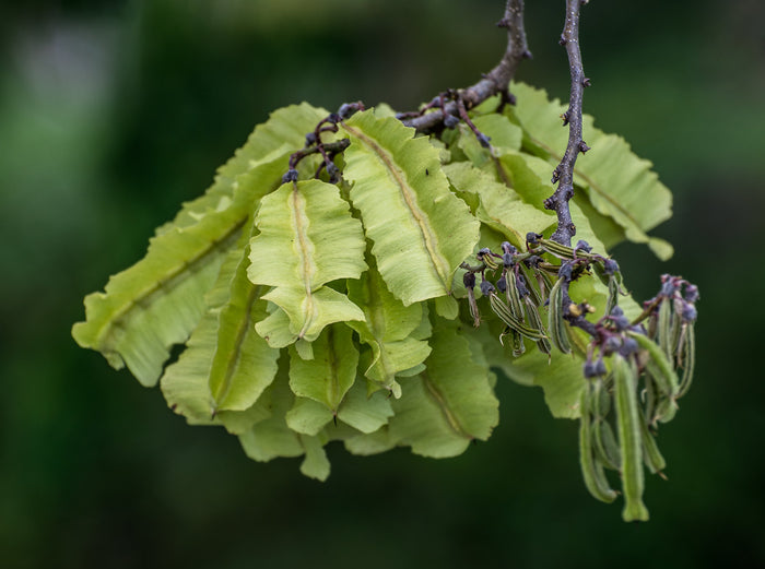 Jamaican Dogwood  20 Seeds  Piscidia piscipula