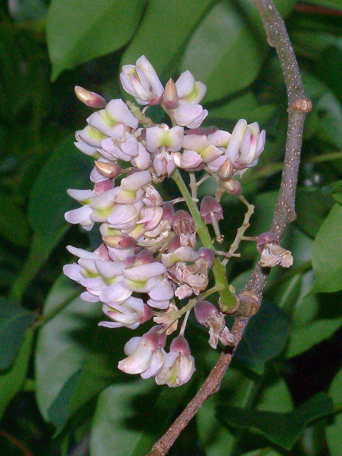 Jamaican Dogwood  20 Seeds  Piscidia piscipula