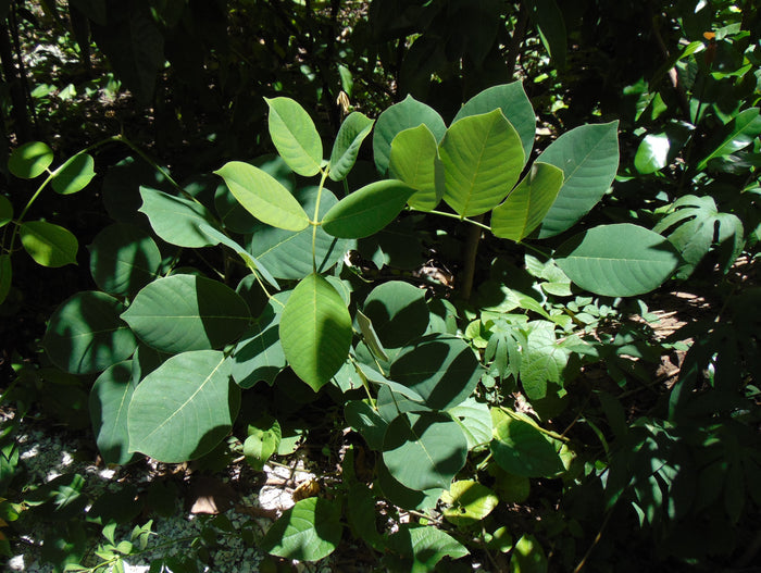 Jamaican Dogwood  20 Seeds  Piscidia piscipula