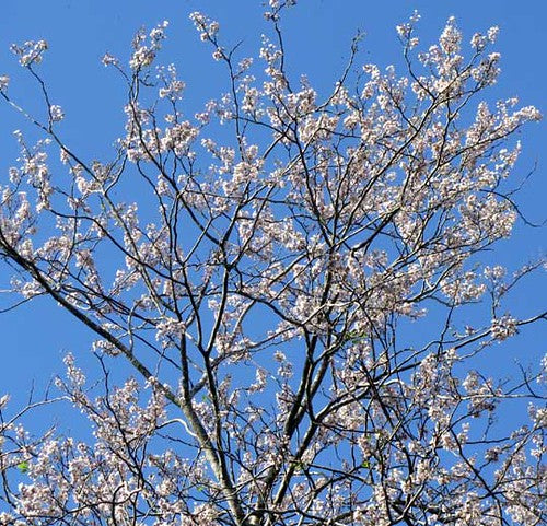 Jamaican Dogwood  20 Seeds  Piscidia piscipula