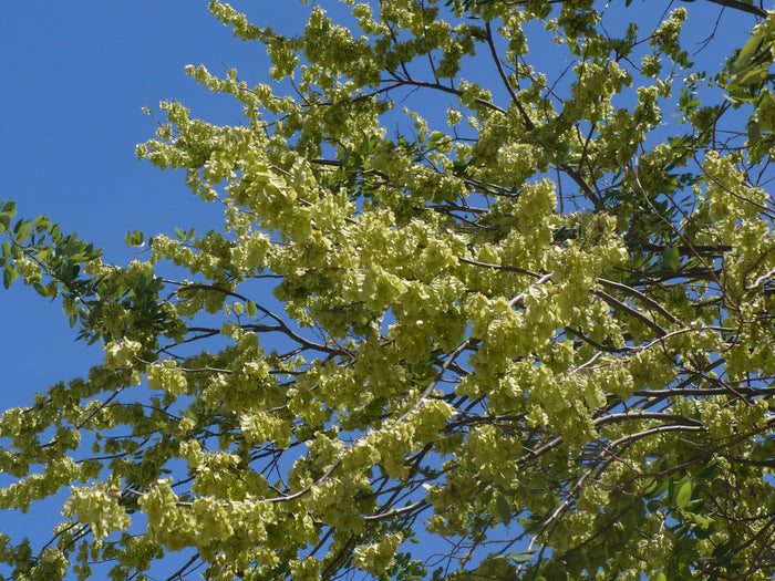 Jamaican Dogwood  20 Seeds  Piscidia piscipula