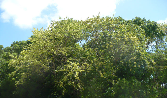 Jamaican Dogwood  20 Seeds  Piscidia piscipula