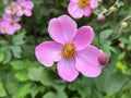 Japanese Anemone 100 Seeds Anemone hupehensis