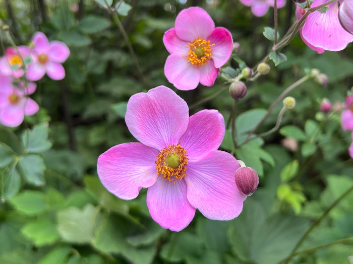 Japanese Anemone 100 Seeds Anemone hupehensis