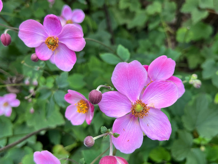 Japanese Anemone 100 Seeds Anemone hupehensis
