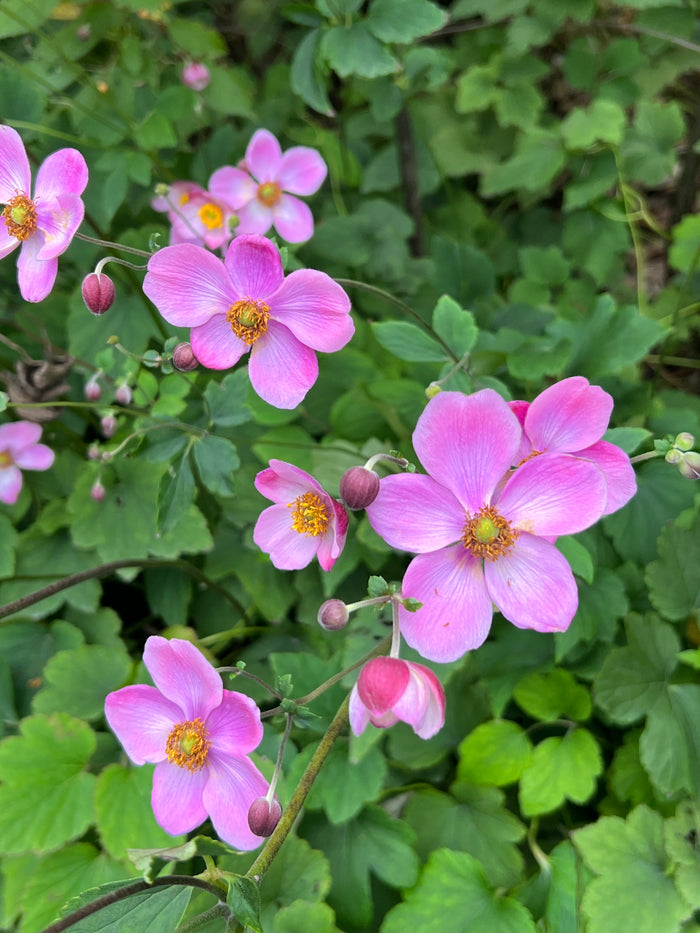 Japanese Anemone 100 Seeds Anemone hupehensis