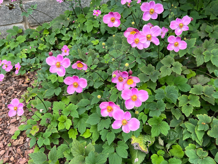 Japanese Anemone 100 Seeds Anemone hupehensis