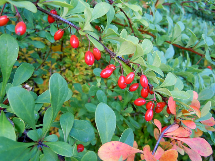 Japanese Barberry 10 Seeds Berberis thunbergii