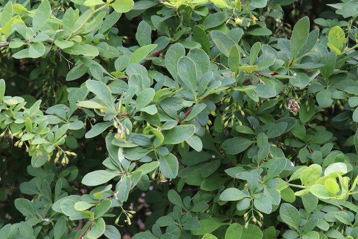 Japanese Barberry 10 Seeds Berberis thunbergii