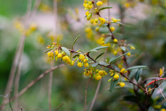 Japanese Barberry 10 Seeds Berberis thunbergii